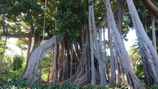 botanischer Garten botanischer Garten