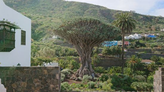 riesiger Drachenbaum Drachenbaum